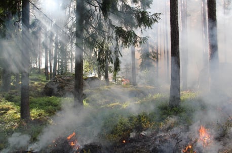 padure-spre-muntii-baiului